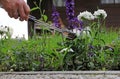 A woman collects slugs in the garden