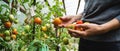 Woman collects tomatoes in a greenhouse Royalty Free Stock Photo