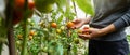 Woman collects tomatoes in a greenhouse Royalty Free Stock Photo