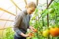 Woman collects tomatoes in a greenhouse Royalty Free Stock Photo