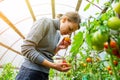 Woman collects tomatoes in a greenhouse Royalty Free Stock Photo