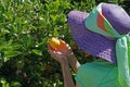 A woman in a colorful hat and scarf studies a fresh Meyer lemon on a tree Royalty Free Stock Photo