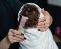 Woman combing a cute doggie poodle and lapdog mix wrapped in a white towel after washing in a grooming salon.