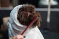 Woman combing a cute doggie poodle and lapdog mix wrapped in a white towel after washing in a grooming salon.