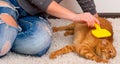 Woman combing her redhead cat Royalty Free Stock Photo