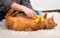 Woman combing her redhead cat Royalty Free Stock Photo
