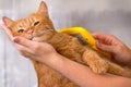 Woman combing her redhead cat Royalty Free Stock Photo