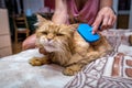 Woman combing her redhead cat Royalty Free Stock Photo