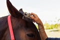 Horse care, love for animals Royalty Free Stock Photo
