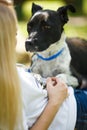 Woman combing out the fur of a black dog Royalty Free Stock Photo