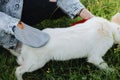 Woman combing out puppy fur with deshedding glove in summer park. Molting puppy, Pet Grooming Royalty Free Stock Photo