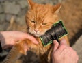 Woman combing a red cat outdoor. Royalty Free Stock Photo