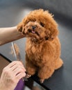 Woman combing a toy poodle during a haircut in a grooming salon. Royalty Free Stock Photo