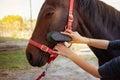 Horse care, love for animals