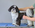 A woman combs the hair of a shih tzu dog at the groomer& x27;s desk in the studio Royalty Free Stock Photo