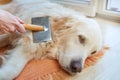 Woman combs old Golden Retriever dog with a metal grooming comb Royalty Free Stock Photo