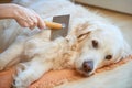 Woman combs old Golden Retriever dog with a metal grooming comb Royalty Free Stock Photo