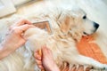 Woman combs old Golden Retriever dog with a metal grooming comb Royalty Free Stock Photo