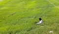 Woman connected on the grass