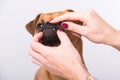 Woman controls her dog`s teeth