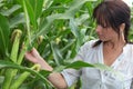 Woman in corn field Royalty Free Stock Photo