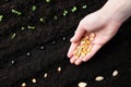Woman with corn seeds near fertile soil, top view. Vegetable growing Royalty Free Stock Photo