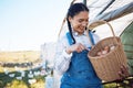 Woman counting eggs on farm with chicken, grass and sunshine in countryside field for sustainable business. Agriculture Royalty Free Stock Photo