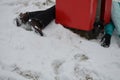 The woman crashed at high speed into a foam barrier on a pole near the ski slope. She is injured, but saved by a red protective ma Royalty Free Stock Photo