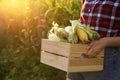 Woman with crate of ripe corn cobs in field, closeup Royalty Free Stock Photo