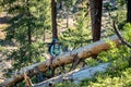 Woman Crossing Downed Tree On Trail