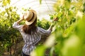 Woman among cultivated grape plants in greenhouse