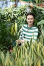 Woman customer-onlooker curiously examines showcase exhibition with plants Sanseviera.