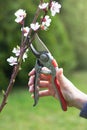 Woman cut a blooming branch of apricot tree with pruning scissors Royalty Free Stock Photo