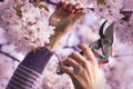 Woman cut a blooming branch of cherry tree Royalty Free Stock Photo