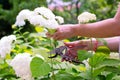 Woman cut a bouquet of flowers white hydrangeas Royalty Free Stock Photo