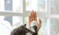 Woman and cute cat raising paw giving a high five at home. pet lover concept.