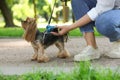 Woman with cute dog taking waste bag from holder in park