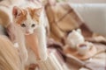 Woman with cute little kitten resting at home Royalty Free Stock Photo