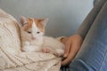 Woman with cute little kitten resting at home Royalty Free Stock Photo