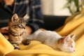 Woman with cute little kittens at home, closeup