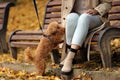 Woman with cute Maltipoo dog on leash in autumn park, closeup