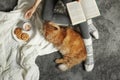 Woman with cute red cat and book on grey carpet Royalty Free Stock Photo