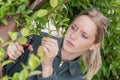 woman cuts branch cherry tree with pruning scissors