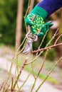 Woman cuts bush Royalty Free Stock Photo