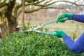 Woman cuts bush Royalty Free Stock Photo