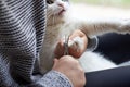 A woman cuts the claws of a cat with nail scissors, pet care Royalty Free Stock Photo