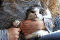 A woman cuts the claws of a cat with nail scissors, pet care Royalty Free Stock Photo