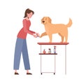 The woman cuts the claws of the golden retriever. Dog grooming. Vector illustration isolated on white background Royalty Free Stock Photo