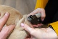 The woman cuts the claws of the young golden retriever with special scissors.