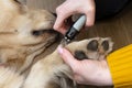 The woman cuts the claws of the young golden retriever with special scissors.